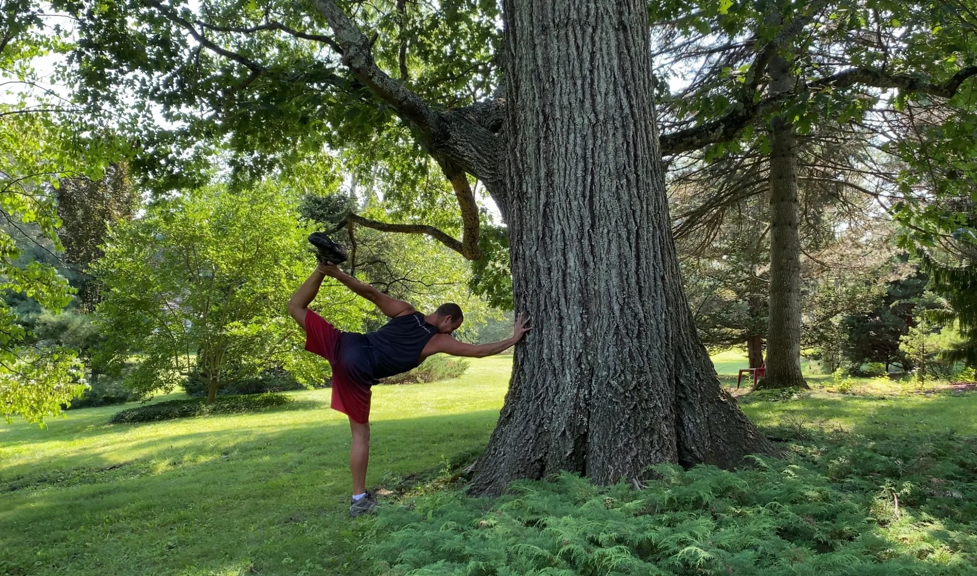 Dancer pose beside a towering tree, with one hand resting against its deeply textured trunk